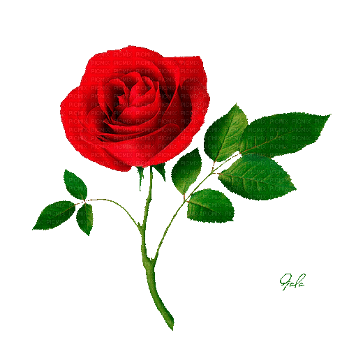 rose.gif