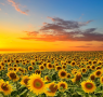 Sun Flower