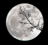 Fly me to the Moon